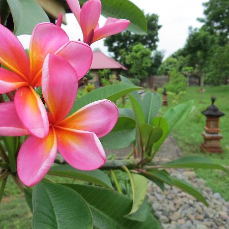 TEGAL SARI, Pemuteran- North Bali Hotel Bagian luar foto