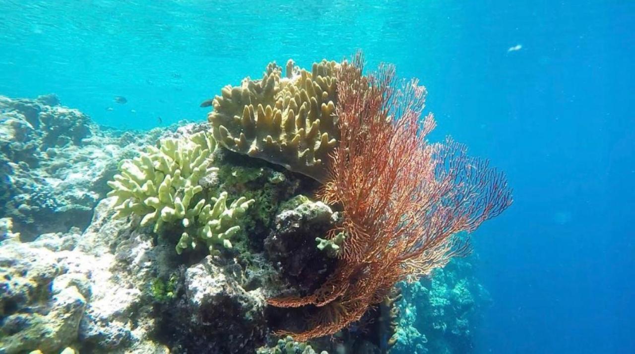 TEGAL SARI, Pemuteran- North Bali Hotel Bagian luar foto