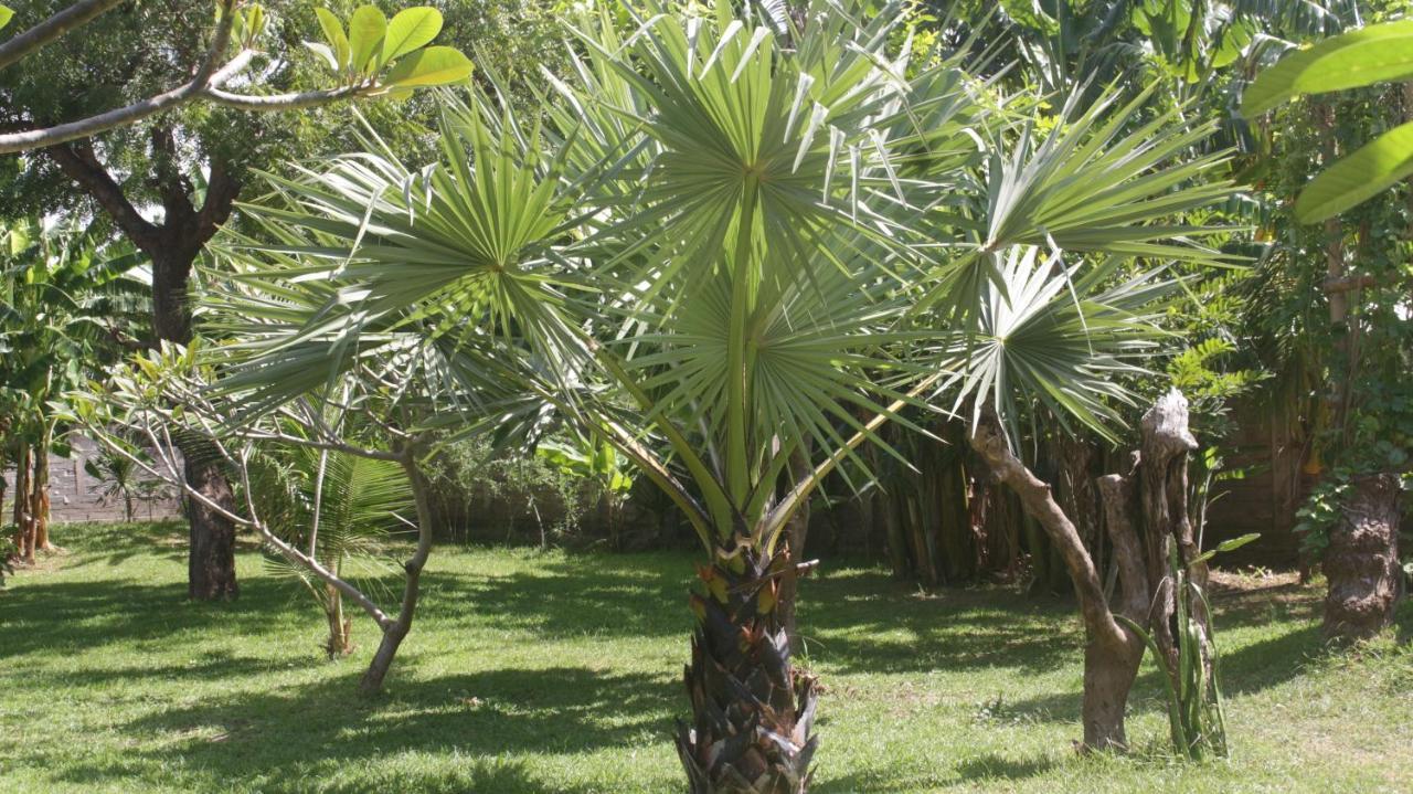 TEGAL SARI, Pemuteran- North Bali Hotel Bagian luar foto