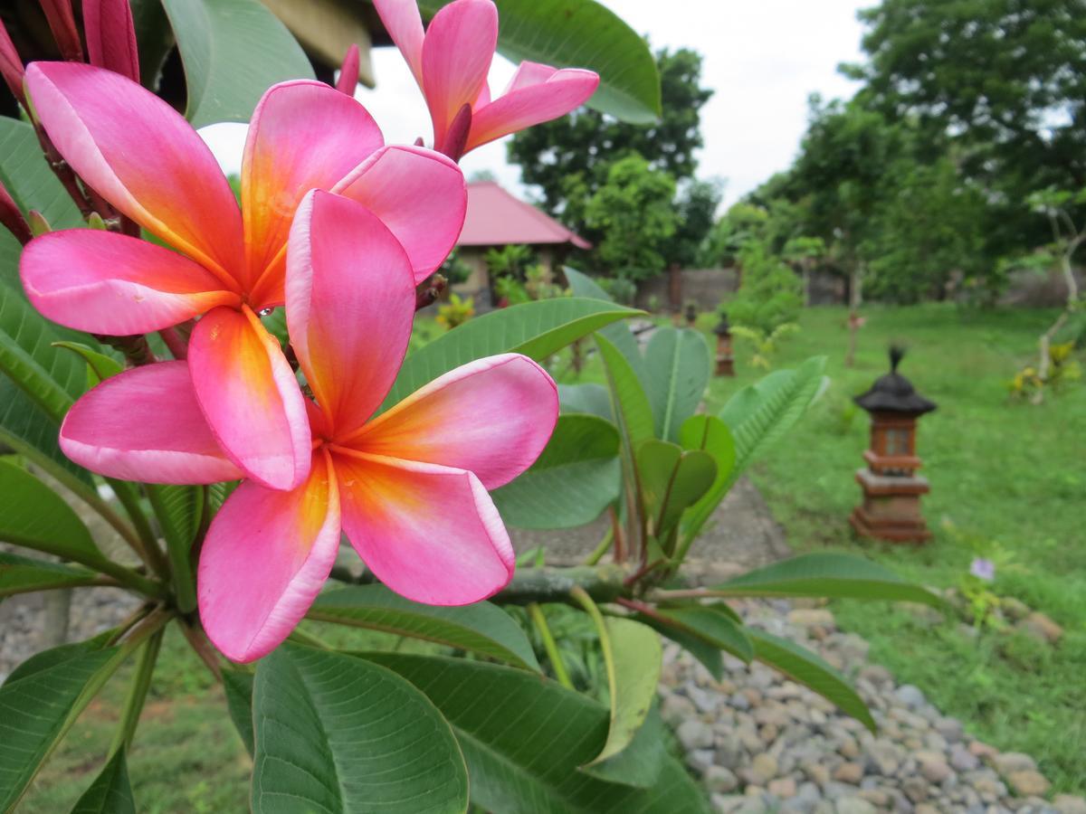 TEGAL SARI, Pemuteran- North Bali Hotel Bagian luar foto