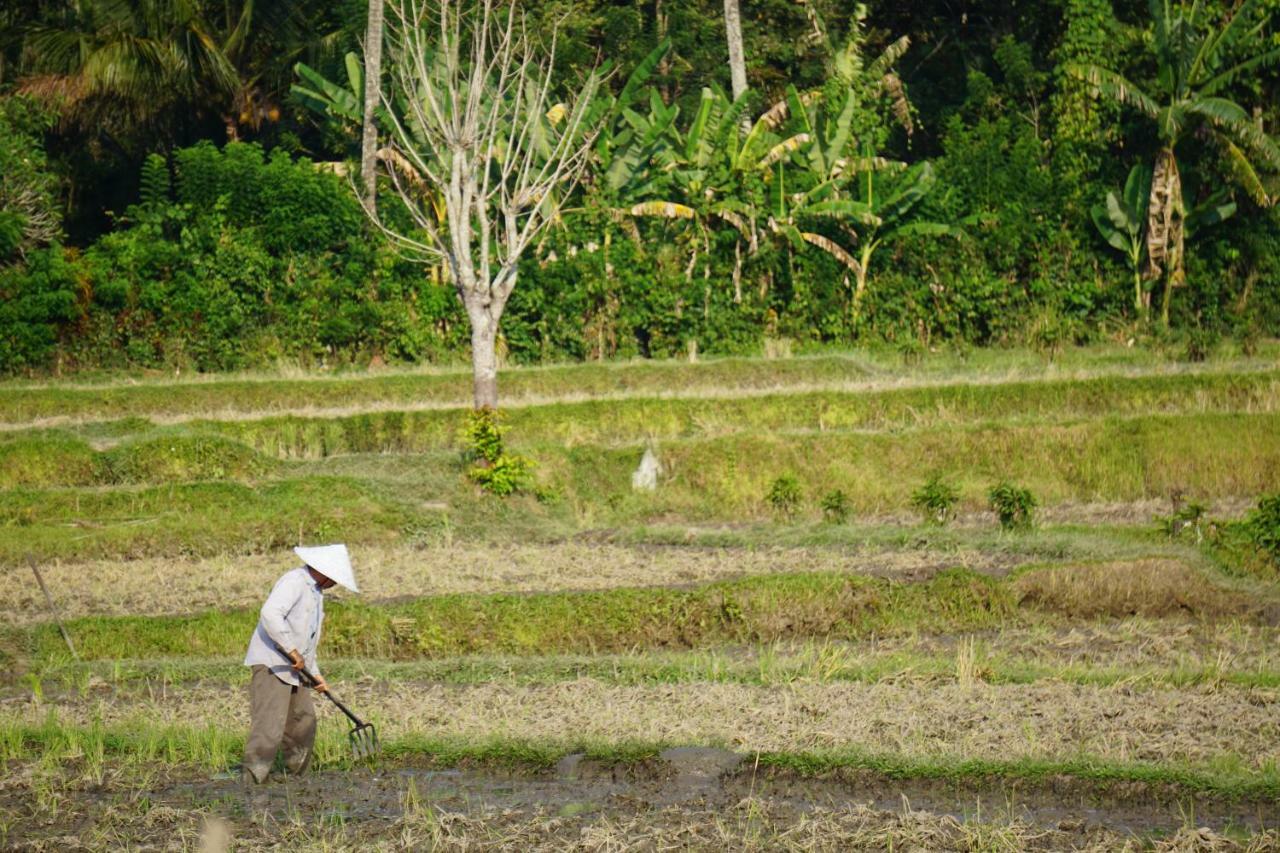 TEGAL SARI, Pemuteran- North Bali Hotel Bagian luar foto